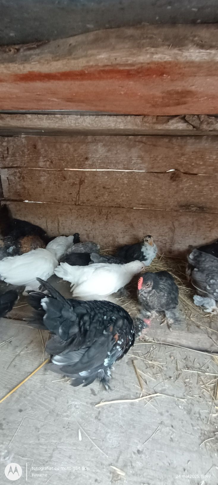 De vânzare pui de găinușe pitice