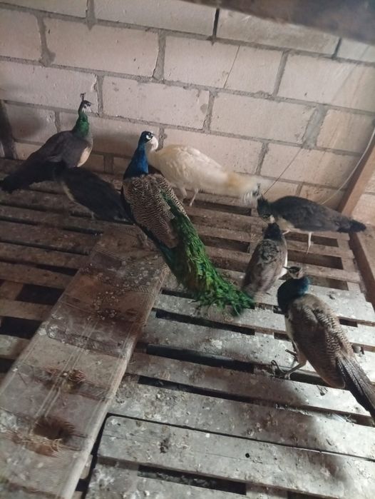 Vand sau schimb pauni