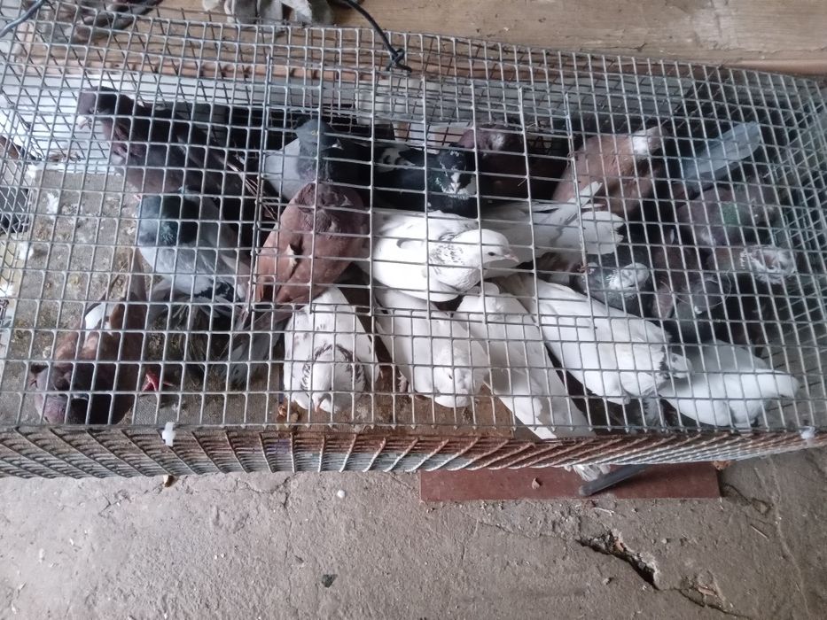 Голуби.разных пород