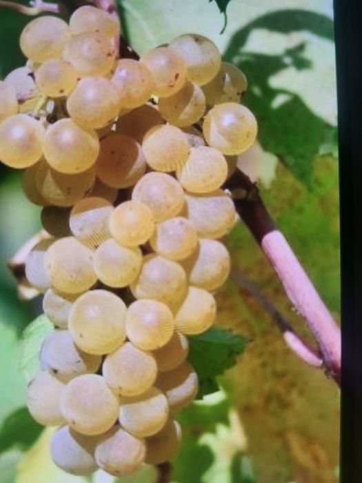 Vând struguri de vin productie 2025