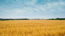Продава земеделска земя в землищ..