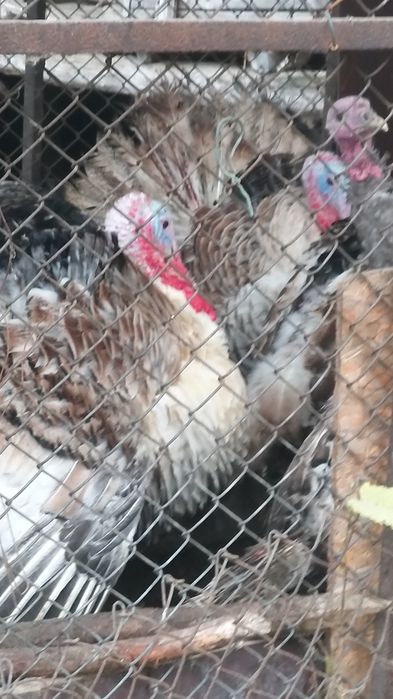 Продавам селски пуяци  на 7 месеца килпграма е