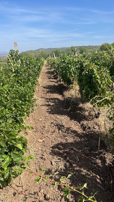 Merlot, Cabernet, Riesling, Feteasca Alba