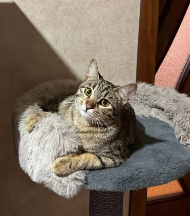 Тигра в любящую семью