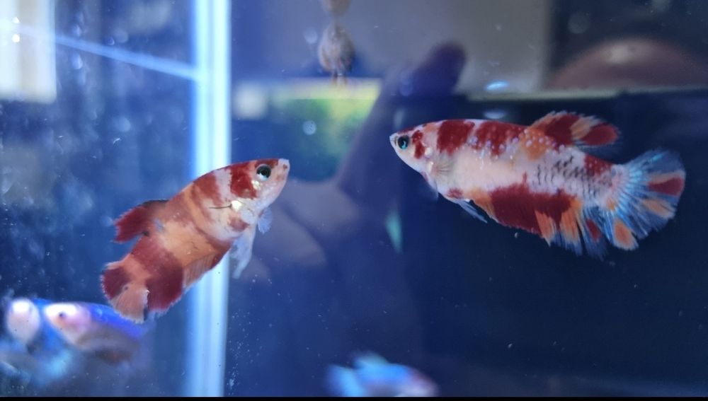 Vând pești betta