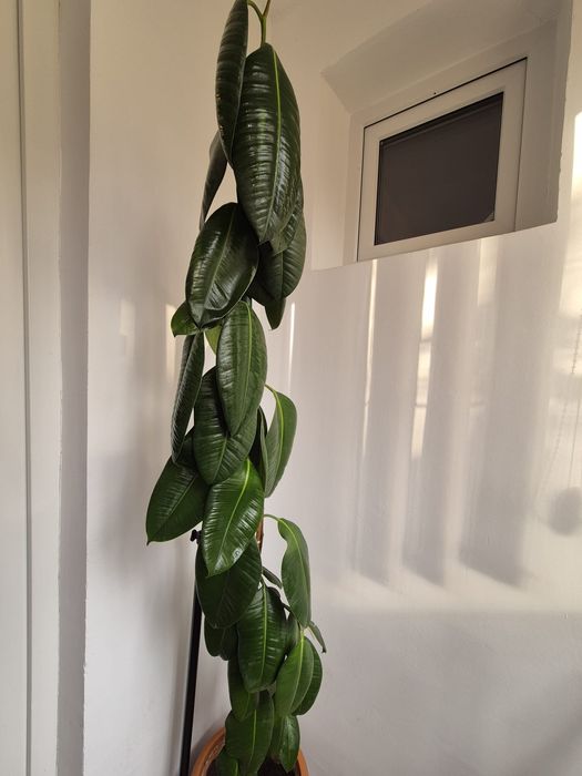 Vand Ficus, arbust de apartament