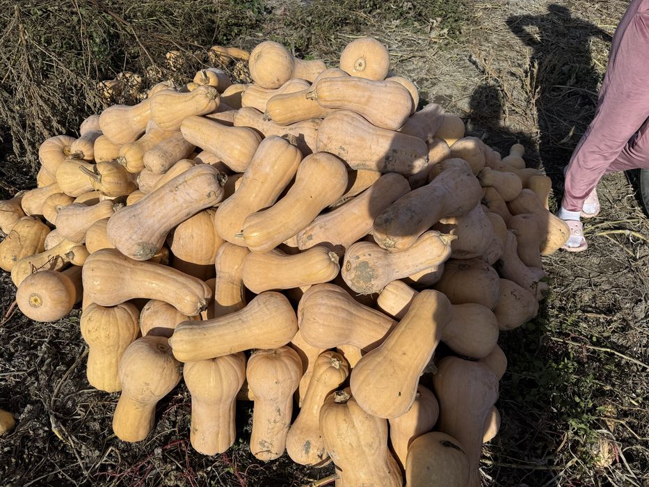 Vand dovelci placintari