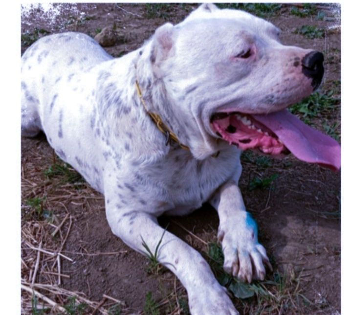 Dog argentinian  ,foarte iubitor ,masiv ai foarte bun de pază!