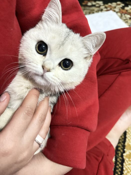 britianiskiy shinshila oladiganla tel qilamiza