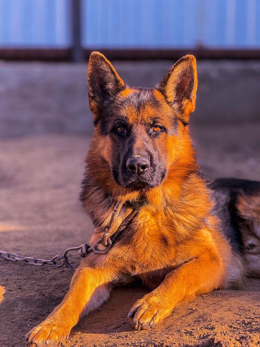 Овчарка сатылады таза немец