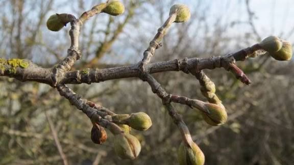 Продавам елхички дрянче клонки и букечета за ваза