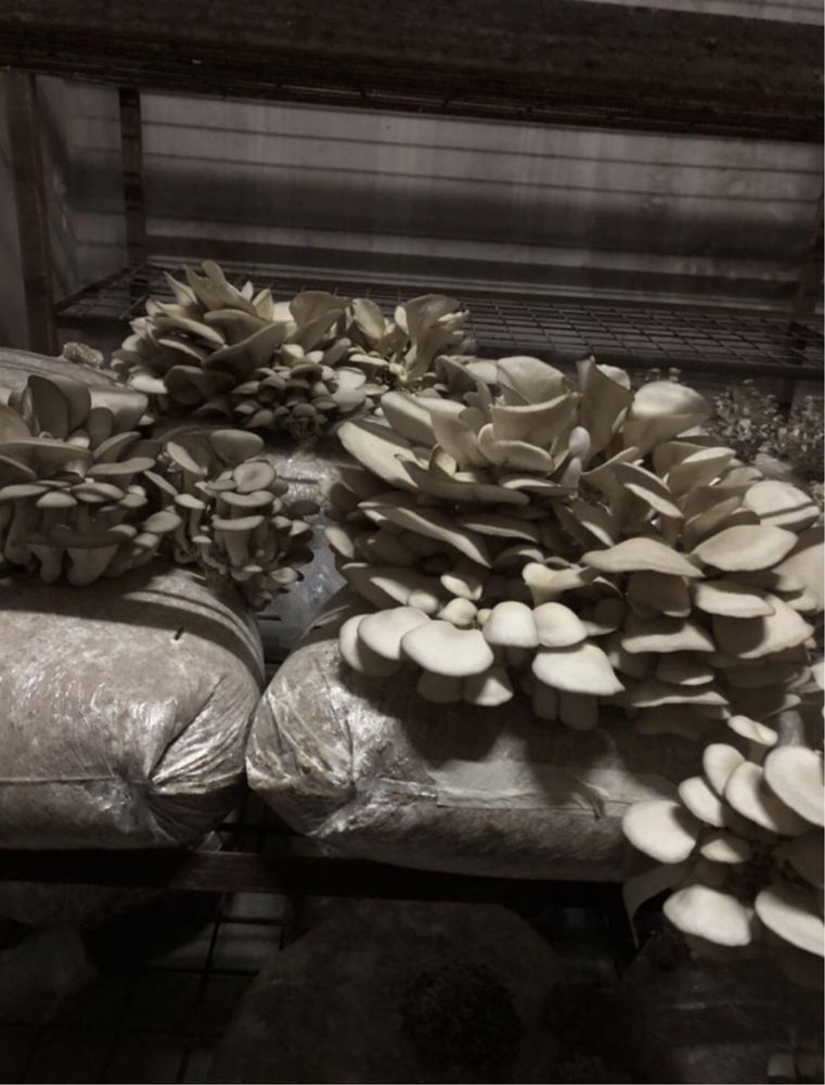 Vindem Compost inoculat cu pleurotus și miceliu / comanda