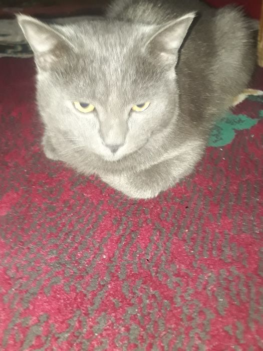 Мушук сотилади..