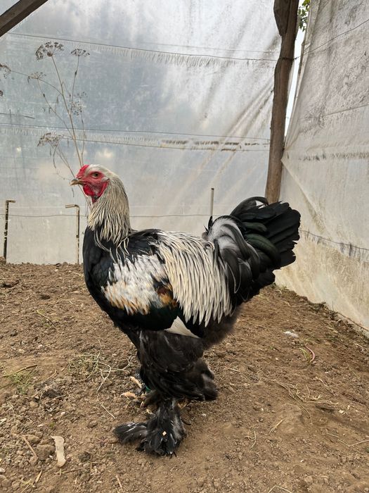 Cocoși Brahma silver negru, rotgesattelt