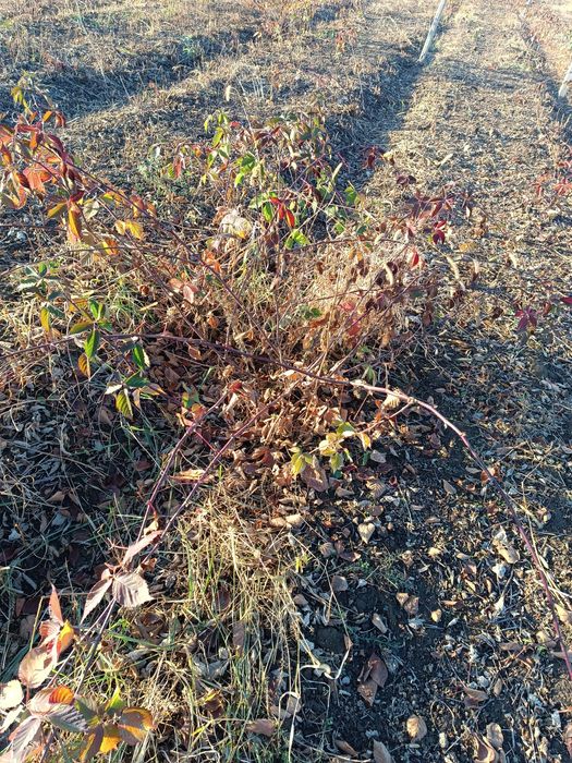 Саженцы ежемалина