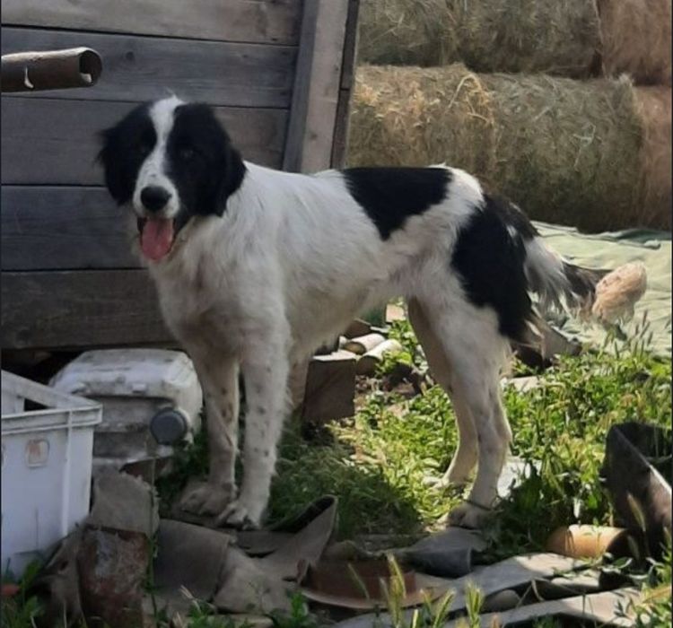 Femelă ciobănesc românesc