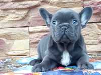 Bulldog francez blue fetita