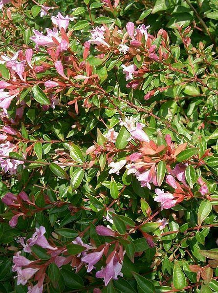 Pomi Ornamentali  weigela roz siclamen