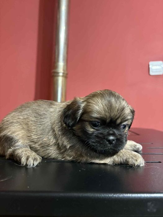 малки кралски пекинезчета