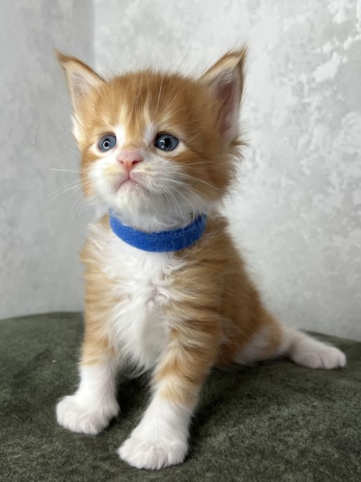 Котята Мейн кун резерв