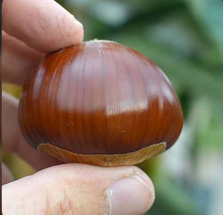 castane proapete culese tauti de sus