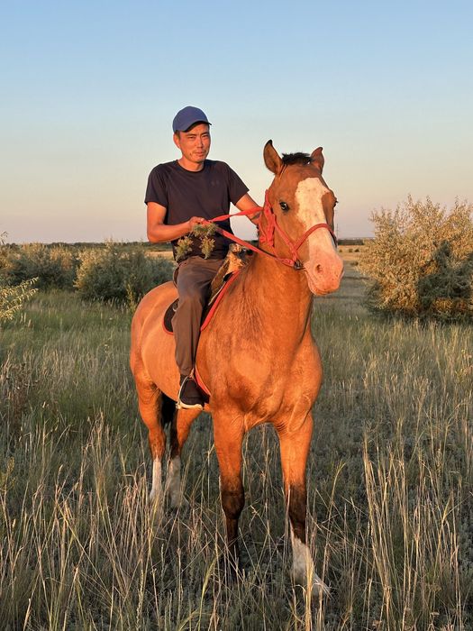 Продам жеребца орловский рысак