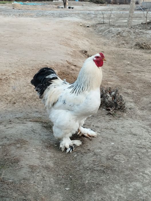 Bramo xoʻrozi sotiladi