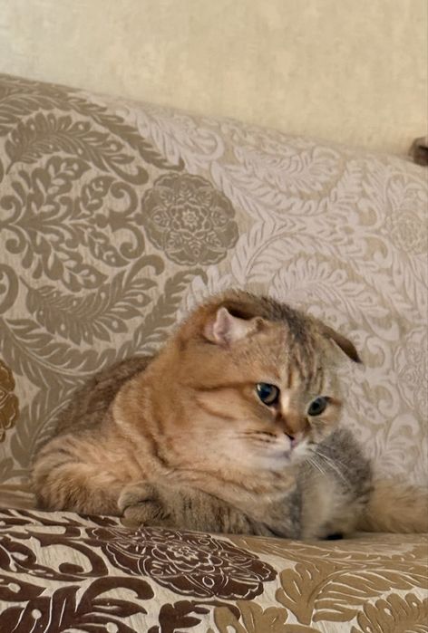 Scottish fold zolotaya shinshilla srocnoo