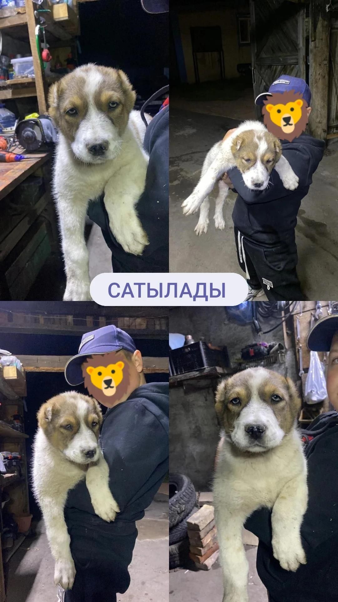 Продается щенок тобета