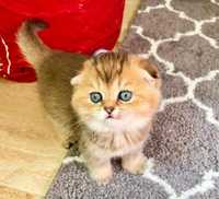 Scottish Fold Chinchilla Golden