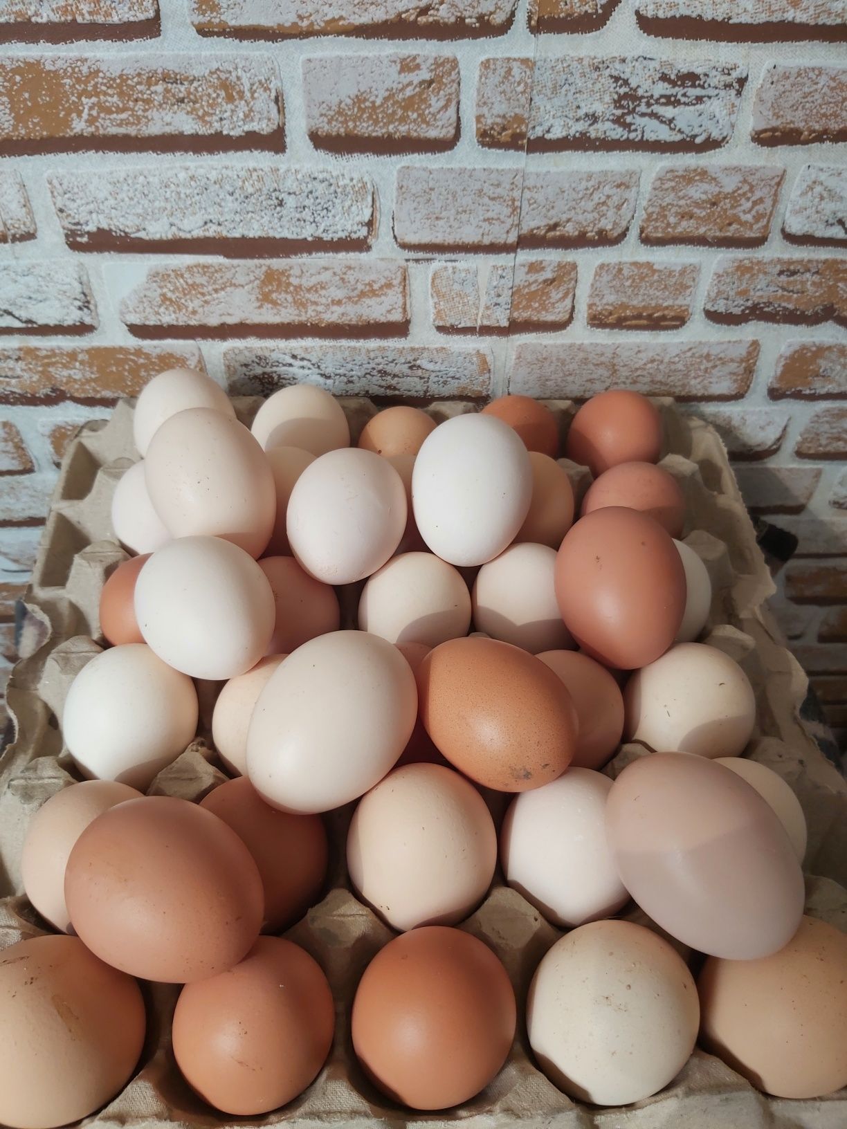 Продаю инкубационные яйца