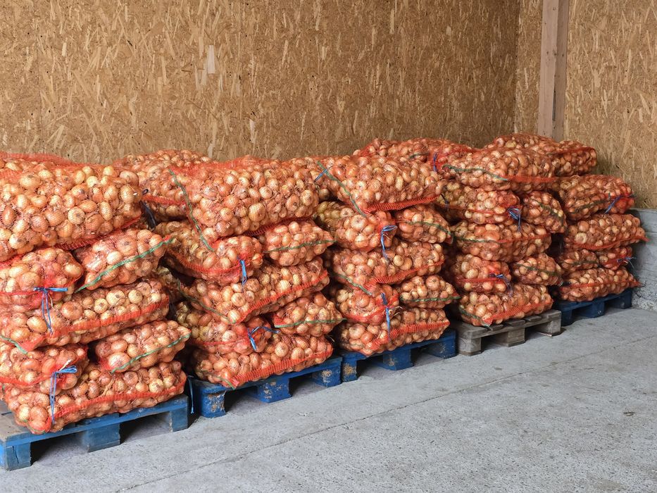 Ceapă plată Stuttgart