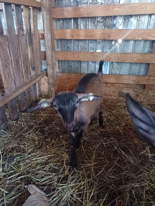 Se vinde iadă de 5 luni alpin francez din mame înscrise în Caprirom