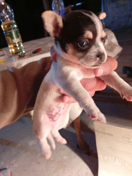 Продавам пинчери