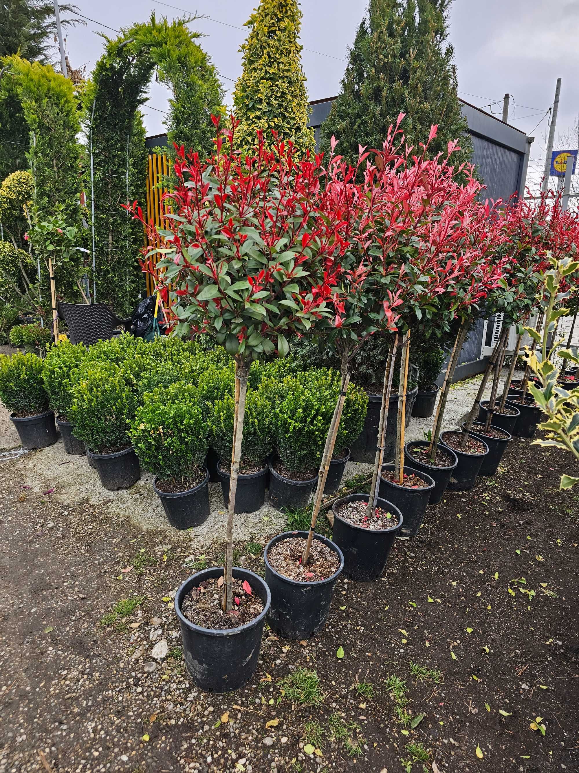 Photinia lelandy tuia smarald mesteacăn platani brazi tei