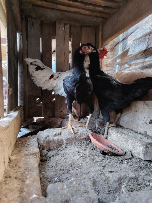 Товук, хуроз ва 4-5 ойлик жужалар сотилади.