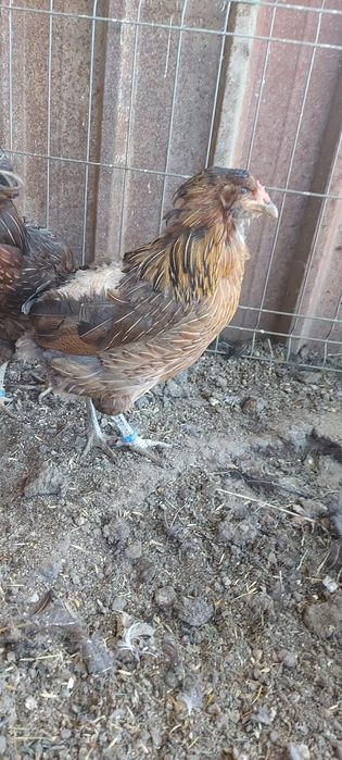 Disponibile gaini si cocosi araucana