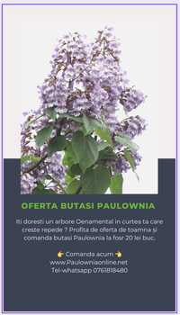 Vând butasi paulownia imperial cu floare mov