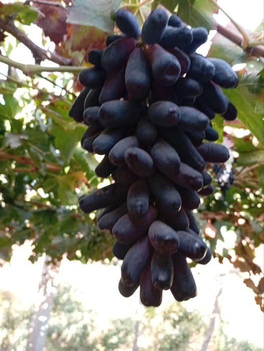 Avatar uzum nixoli. Donaksiz