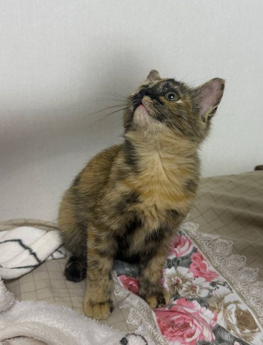 Отдам котенка в добрые руки