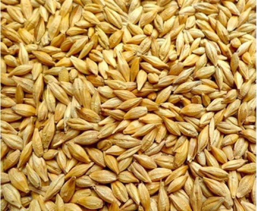 Продам сухой ячмень Пай