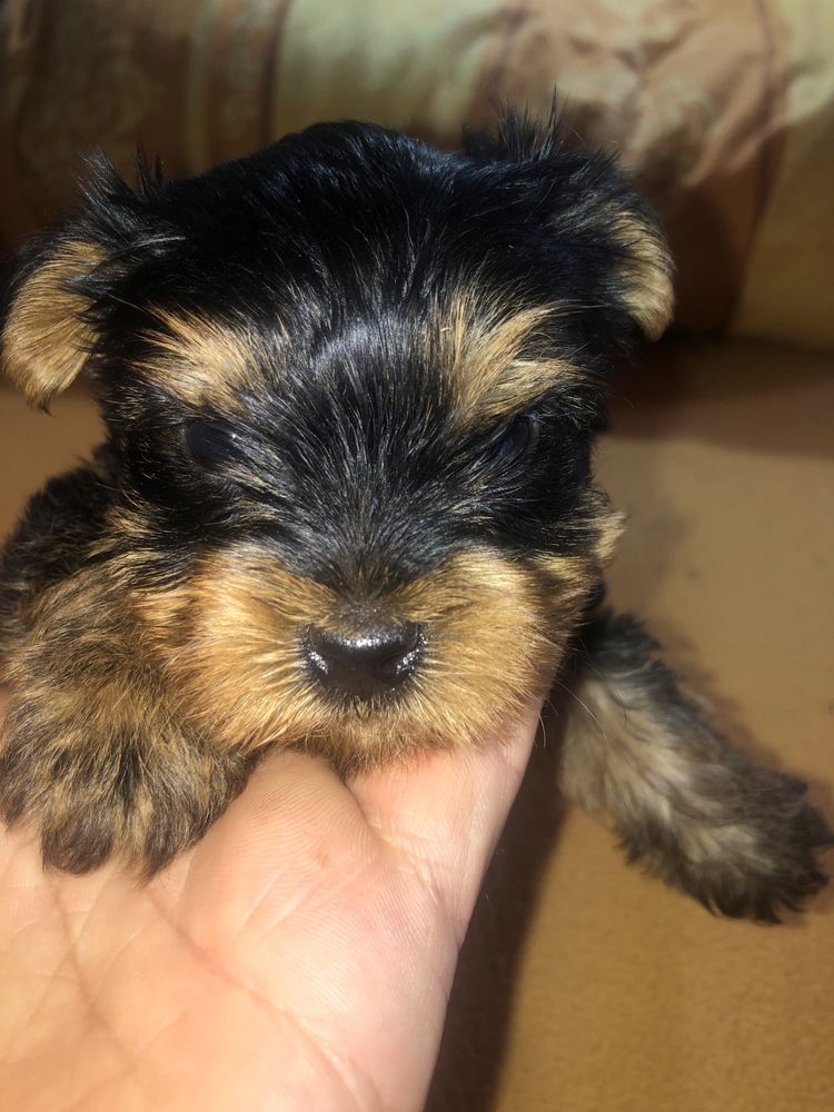Yorkshire Terrier mini tit