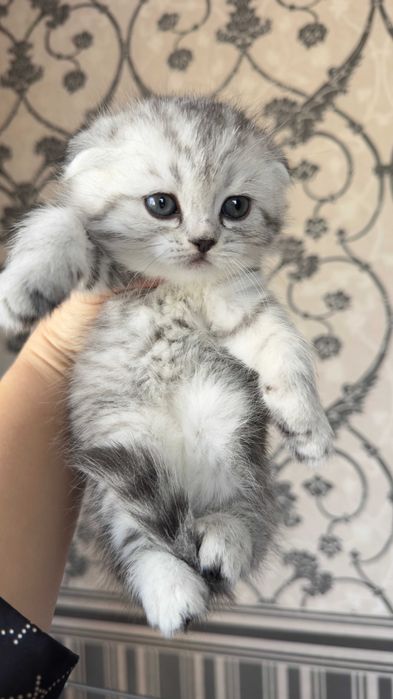 Котята Шотландцы