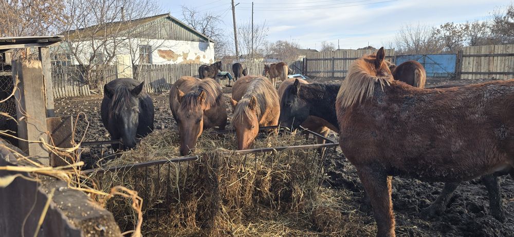 Продам лошадей на мясо