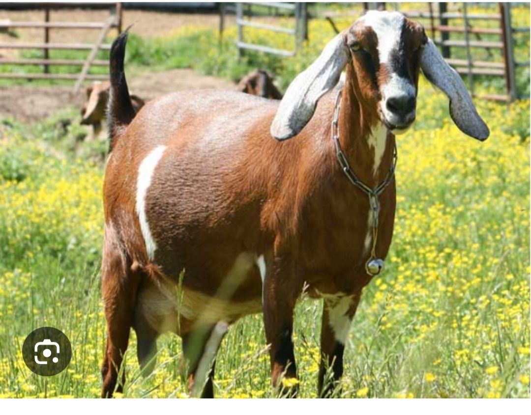 Англо нубийские козе  молоко сатылады 1л 1000тг