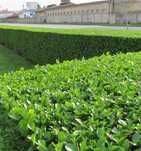 Ligustrum / lemn cainesc crestere rapida / gard viu/ gard cu flori
