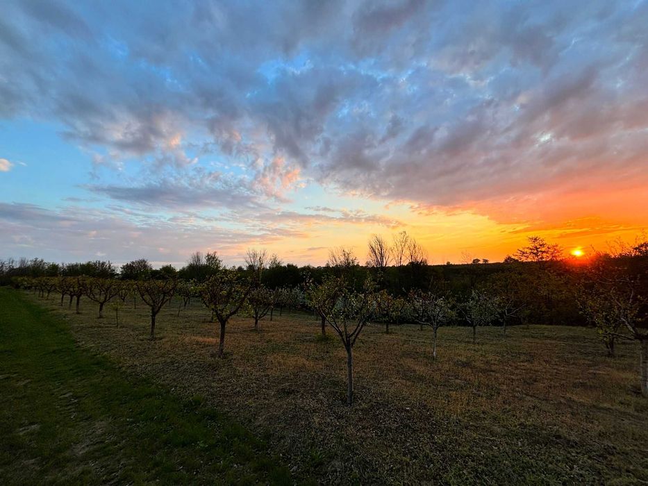 De vanzare cabana cu livada/schimb
