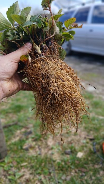 Разсад ягоди  качество и корекност