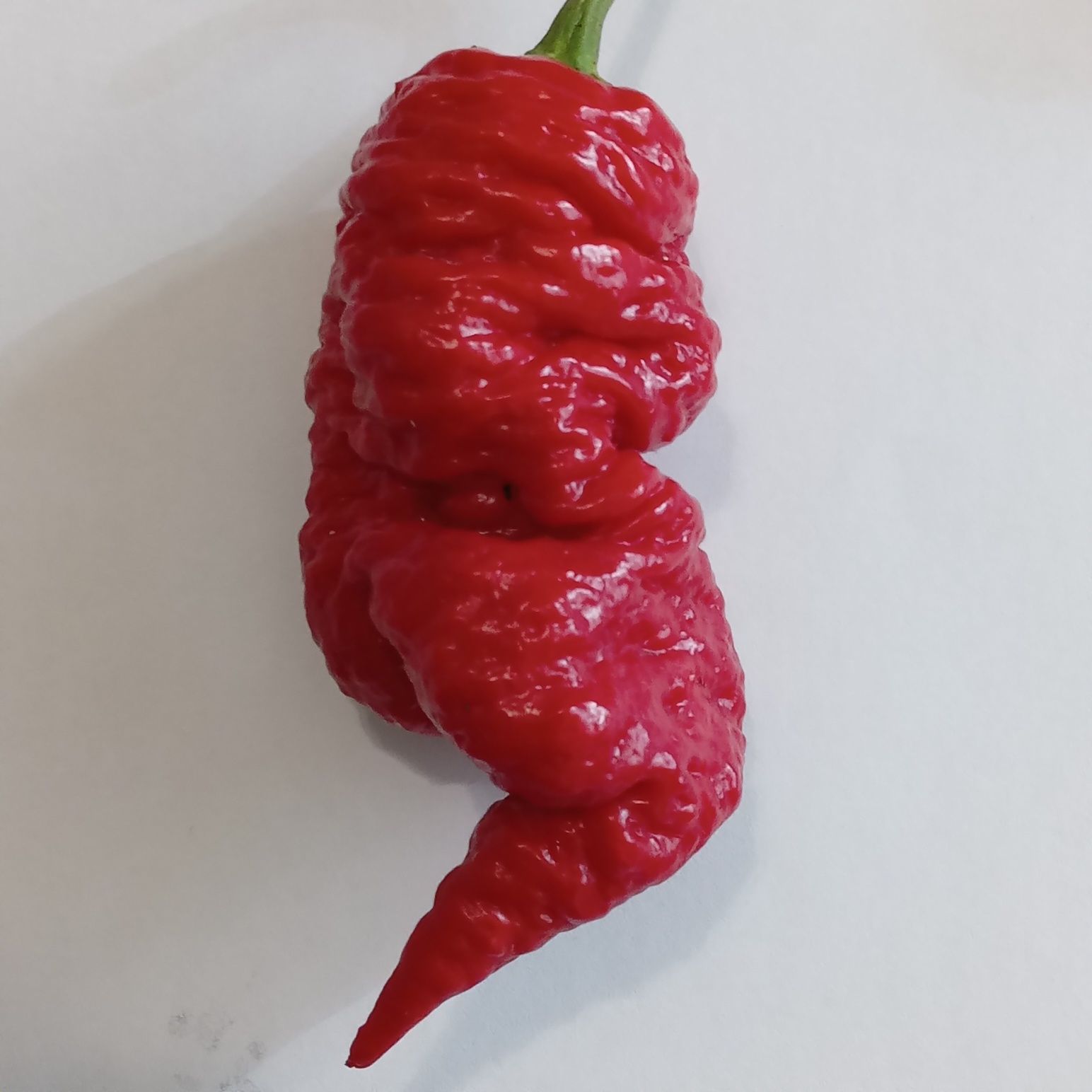 Vând praf de ardei iuți Carolina Reaper, Habanero, Moruga, BhutJolokia