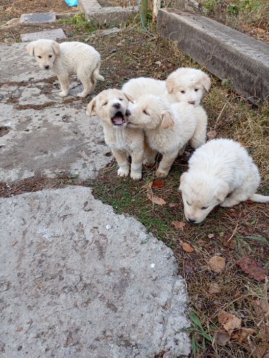 Продаются породистые щенки